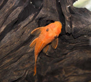 SUPER RED BRISTLENOSE PLECO (ANCISTRUS SP.) 5CM