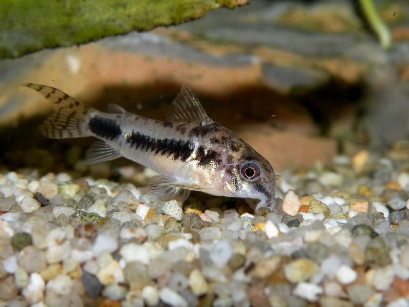 PYGMY CORY CATFISH (Corydoras venezuelanus). SYDNEY DISCUS WORLD