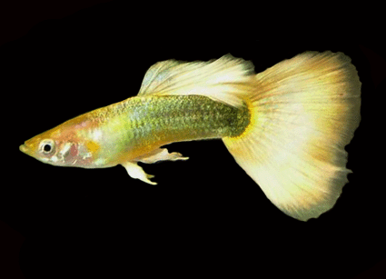 guppy gold platinum