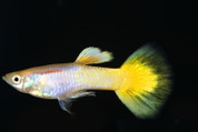 Female Yellow German Guppy (Qty 10)