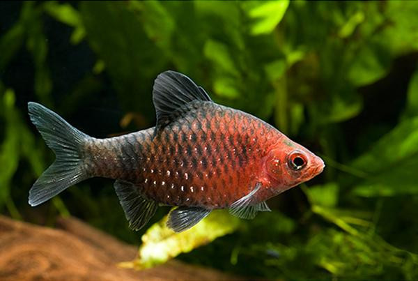 BLACK RUBY BARB 3.5Cm - SYDNEY DISCUS WORLD AQUARIUMS