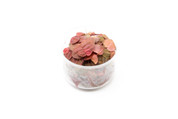 PHYLLANTHUS FLUITANS RED ROOT FLOATER CUP
