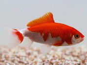 Wakin Goldfish 6cm