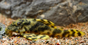  L202 Pleco 10 cm Panaqolus sp.