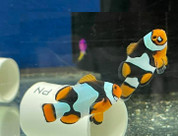 ONYX PERCULA CLOWN FISH PAIR