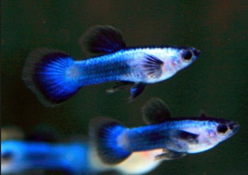 guppy panda blue