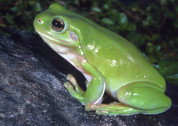 Green Tree Frog  