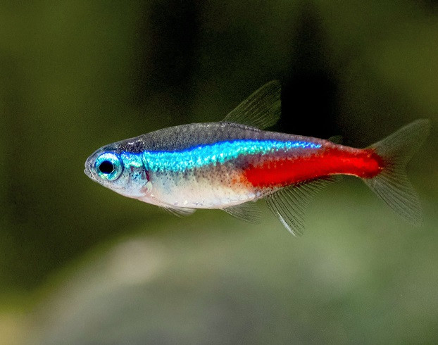 bulk neon tetras