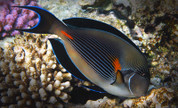 Sohal Tang 12CM  (Red Sea)