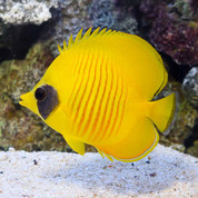 Golden Butterflyfish 10cm (Red Sea)