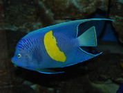 Yellowbar angelfish 12cm ( Red Sea , Gulf of Aden)