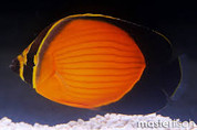 Melapterus Butterfly 12CM (Red Sea )