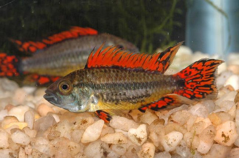 APISTOGRAMMA CACATUOIDES SUPER RED 3.5cm - SYDNEY DISCUS WORLD