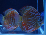  Wild Red/Brown Discus 14-15 cm