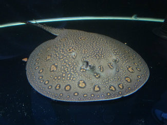 freshwater stingrays for sale