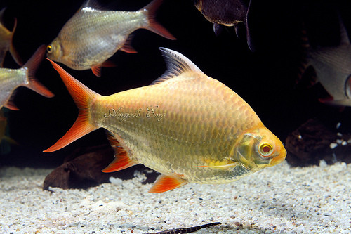 Tinfoil Barb