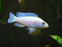 white knight cichlid