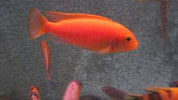 RED ZEBRA (M.estherae) 7 cm