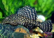 GOLD SPOTTED PLECOSTOMUS 8 cm L 1