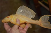 GOLD SPOTTED PLECOSTOMUS albino 8 cm