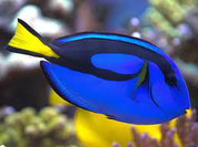 Blue Tang (Paracanthurus hepatus)