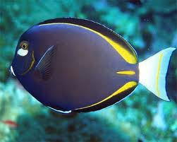 whitecheek tang acanthurus nigricans