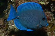 Blue Caribbean Tang (Acanthurus coeruleus) 