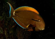 Epaulette Surgeonfish (Acanthurus nigricauda) 