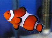 Ocellaris Clownfish (Amphiprion ocellaris)