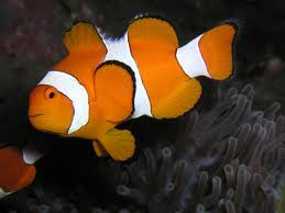 live clownfish for sale near me