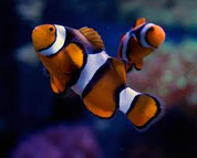 True Percula Clownfish (Amphiprion percula)