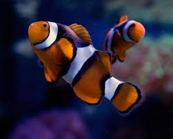true percula clownfish amphiprion