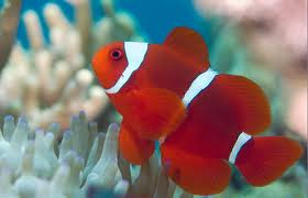 maroon clownfish premnas biaculeatus