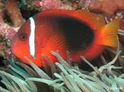 Tomato Clownfish (Amphiprion frenatus) 
