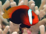 Cinnamon Clownfish (Amphiprion melanopus)