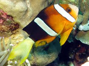 Clarkii Clownfish (Amphiprion clarkii) 