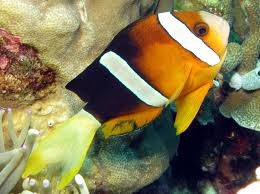 clarkii clownfish amphiprion clarkii