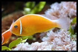 pink skunk clownfish amphiprion