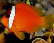 Fiji Barberi Clownfish (Amphiprion barberi)