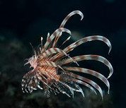 Russell's Lionfish (Pterois russelli) 