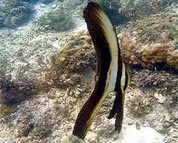 Teira Batfish (Platax teira)