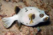 Arothron Dog Face Puffer (Arothron nigropunctatus)