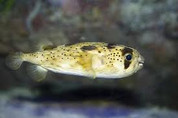 Porcupine Puffer (Diodon holocanthus)