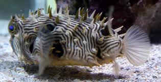 spiny box puffer care