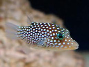 Spotted Puffer (Canthigaster jactator)