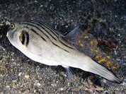 Narrow-Lined Puffer (Arothron manilensis)