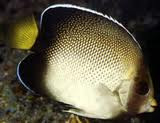 Xanthurus Cream Angelfish (Apolemichthys xanthurus)