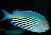 Watanabei Angelfish (Genicanthus watanabei)