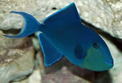 Niger Triggerfish (Odonus niger)