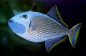 Blue Throat Triggerfish (Xanthichthys auromarginatus)